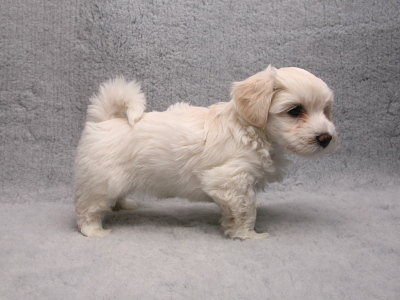 Bichon Havanais hvalp fra Kennel Miki Nanoq